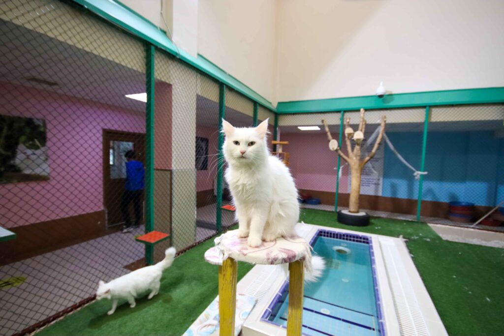 Finding the perfect cat boarding Dubai experience for your feline friend